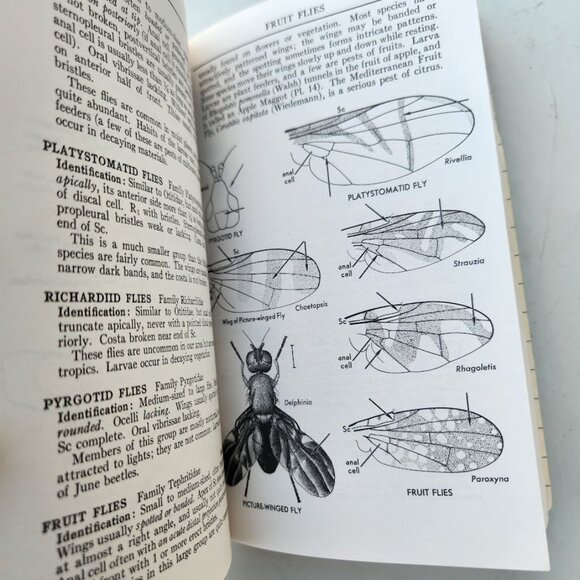 Peterson Field Guide Insects of America North of Mexico Vintage Book Entomology - Picture 10 of 14